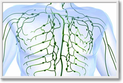 Anatomy & Physiology of the Lymphatic System