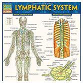 Lymphatic System Laminated Guide
