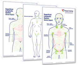Lymphatic System Posters (set of three)